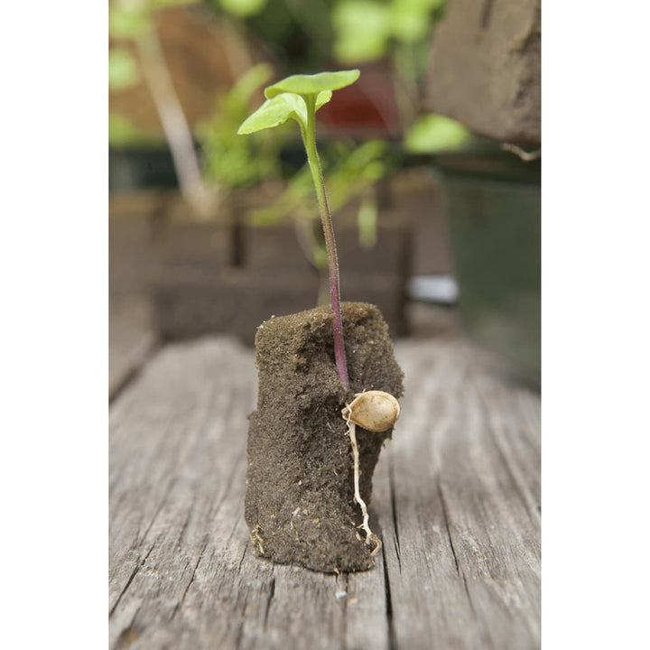 Nature Mini Kit Propagator, 7 X 11 Celule