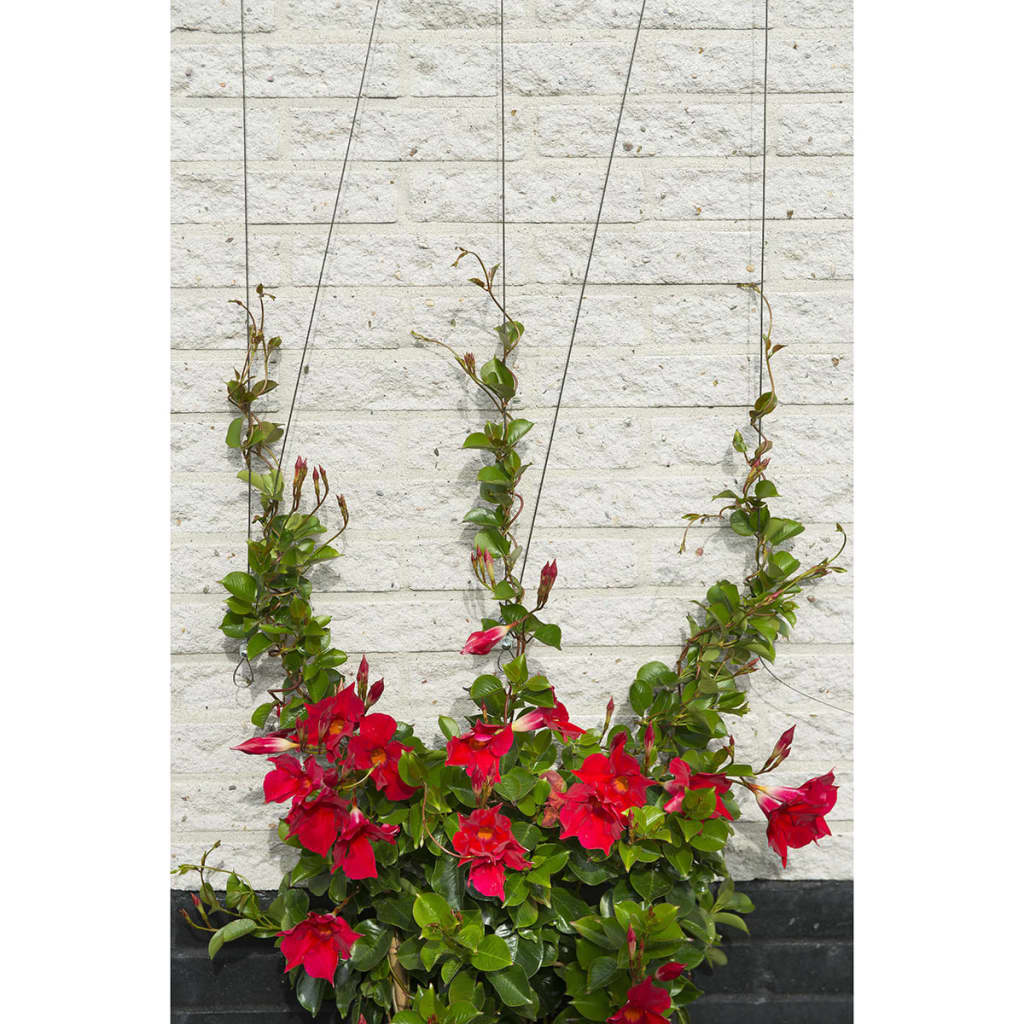 Nature Set Cabluri Spalier Pentru Plante Cățărătoare, 6040760