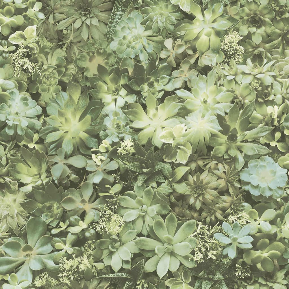 Noordwand Tapet „Evergreen Succulent”,
