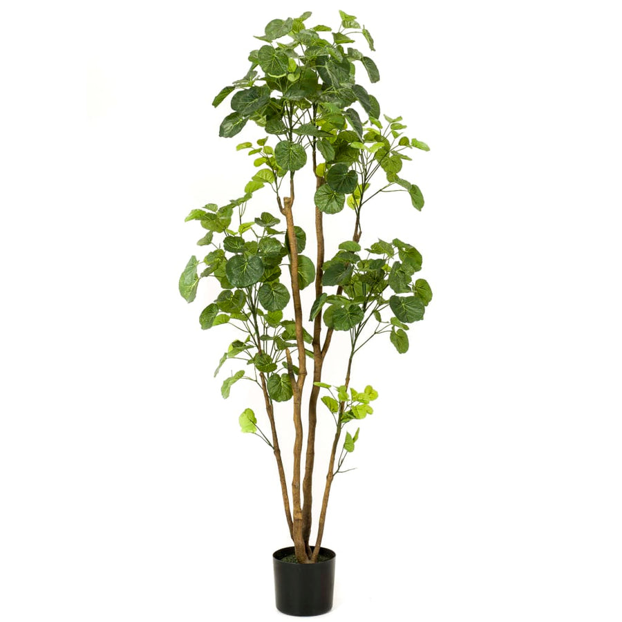 Emerald Arbore Artificial Polyscias În Ghiveci, 160 Cm