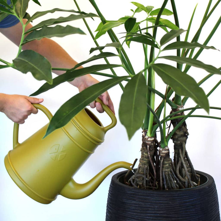 Capi Stropitoare &quot;Xala Lungo&quot;, , 12 L