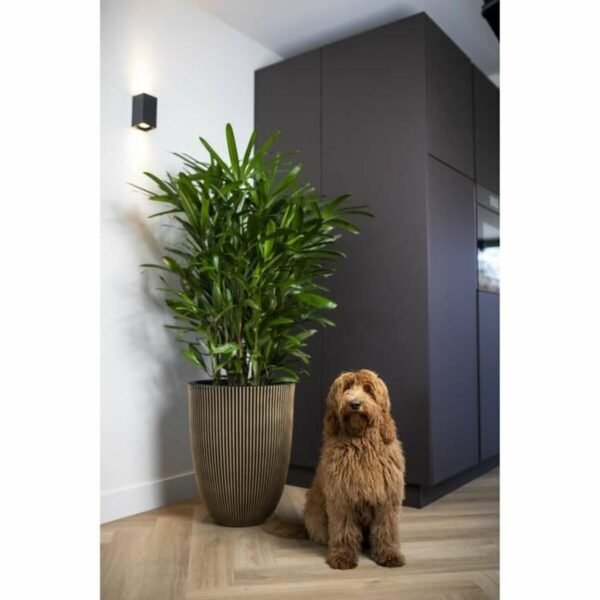 S71008851_2 S71008851_2